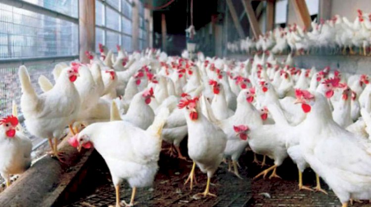 أسعار الدواجن والبيض في مصر اليوم الثلاثاء