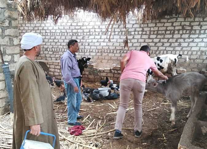 تحصين 480 ألف طائر و294 ألف رأس ماشية من الأمراض الوبائية خلال عام 2025