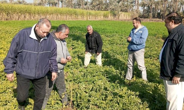 "الزراعة" تتابع موقف النمل الأبيض وتتفقد الزراعات الشتوية في محافظات الصعيد