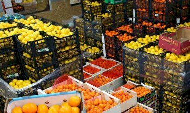 وزير الزراعة: الصادرات الزراعية المصرية تجاوزت 9.2 مليون طن خلال 2025