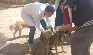 بيطرى الشرقية يواصل حملاته لتطعيم الكلاب الحرة