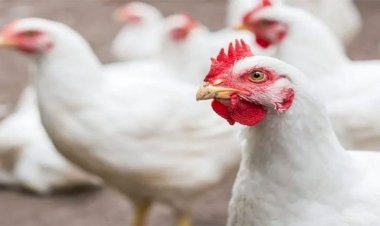 أسعار الدواجن والبيض في مصر اليوم الخميس