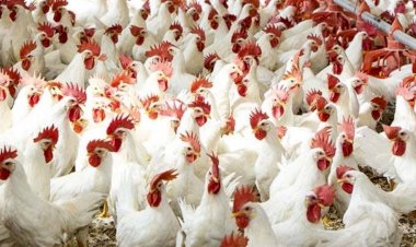 أسعار الدواجن والبيض في مصر اليوم السبت