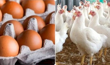 أسعار الدواجن والبيض في مصر اليوم السبت