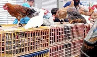 أسعار الدواجن والبيض في مصر اليوم الاربعاء