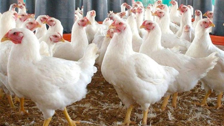 أسعار الدواجن والبيض في مصر اليوم الجمعة