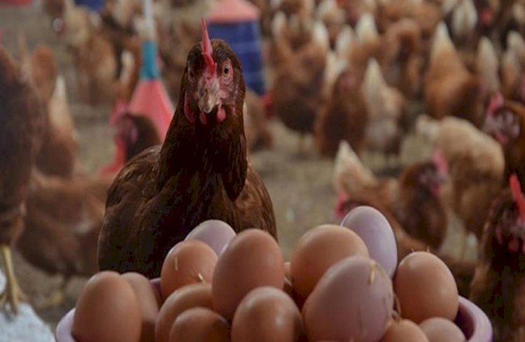 أسعار الدواجن والبيض في مصر اليوم الجمعة