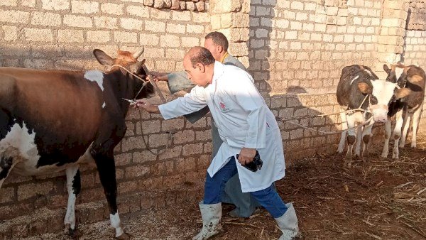 الزراعة" تطلق حملة استثنائية لتحصين الثروة الحيوانية ضد الحمى القلاعية والوادي المتصدع