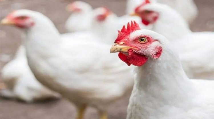 أسعار الدواجن والبيض في مصر اليوم الخميس