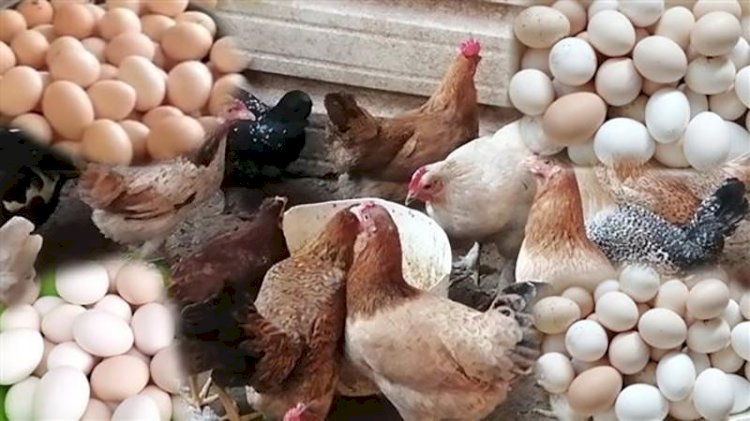 أسعار الدواجن والبيض في مصر اليوم الثلاثاء