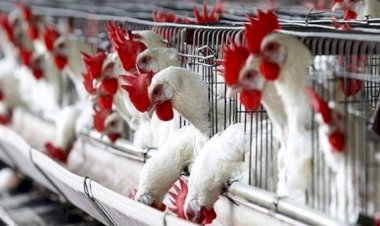 أسعار الدواجن والبيض في مصر اليوم الإثنين