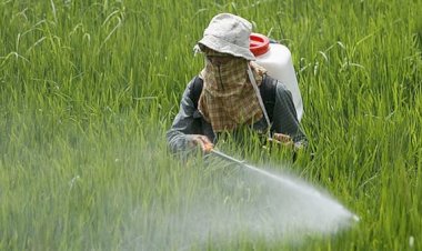 زراعة الشيوخ توصي بغلق مواقع ترويج المبيدات المغشوشة