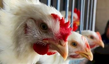 أسعار الدواجن والبيض في مصر اليوم الجمعة