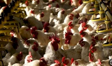 ارتفاع كبير في أسعار الدواجن والبيض اليوم السبت