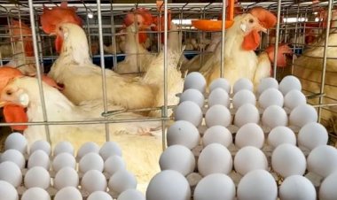 ارتفاع كبير في أسعار الدواجن والبيض اليوم الأحد