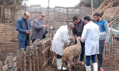 قافلة بيطرية مجانية بقرية المصلحة فى المنوفية الخميس المقبل