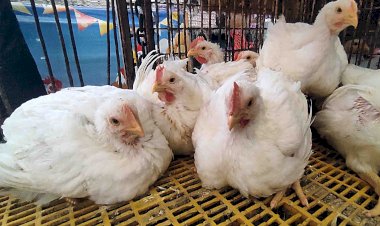 ارتفاع كبير في أسعار الدواجن والبيض اليوم الإثنين