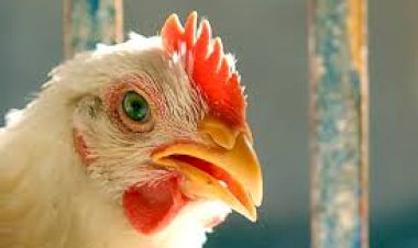 ارتفاع أسعار الدواجن والبيض اليوم الأحد