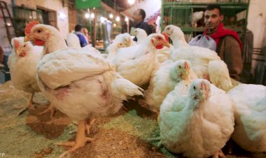 ارتفاع أسعار الدواجن والبيض اليوم السبت