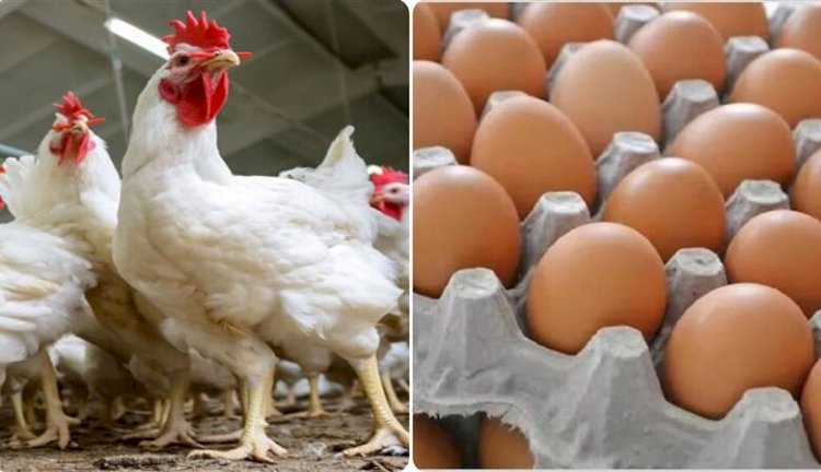 أسعار الدواجن والبيض في مصر اليوم الأحد