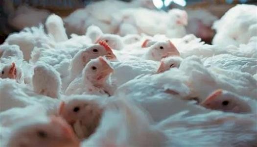 ارتفاع أسعار الدواجن والبيض اليوم السبت