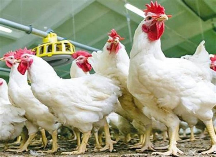 ارتفاع أسعار الدواجن والبيض اليوم الاربعاء