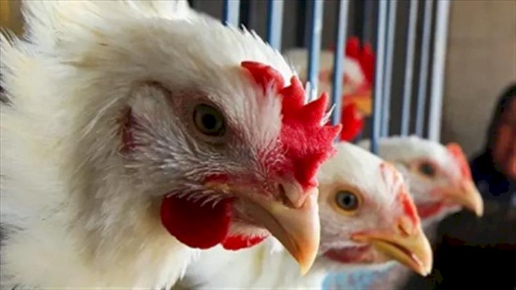 ارتفاع أسعار الدواجن والبيض اليوم الخميس