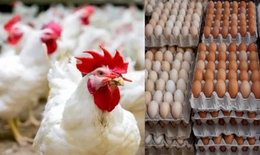 ارتفاع أسعار الدواجن والبيض اليوم الأحد