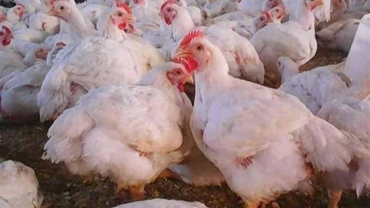 ارتفاع أسعار الدواجن والبيض اليوم الاربعاء