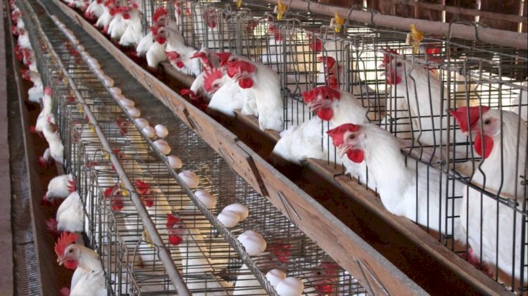 أسعار الدواجن في الأسواق اليوم الجمعة